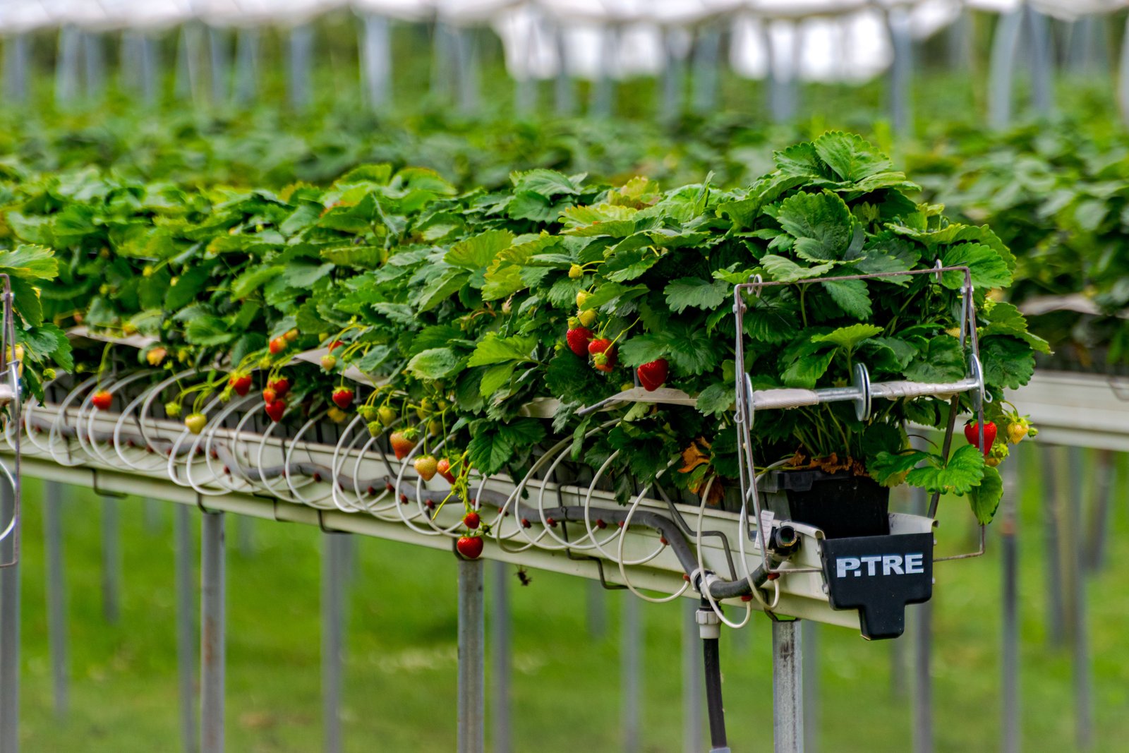 Agri-Tech & Animal Technology